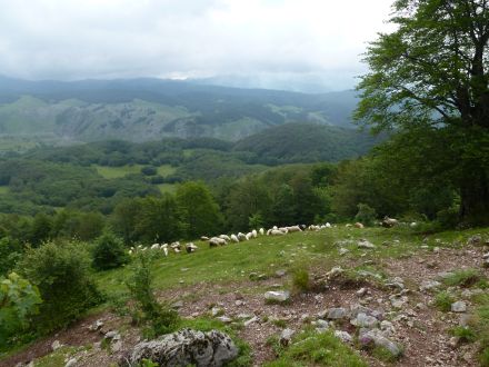 HPD Bilogora