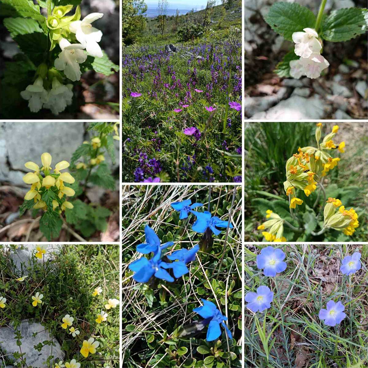 Srednji Velebit