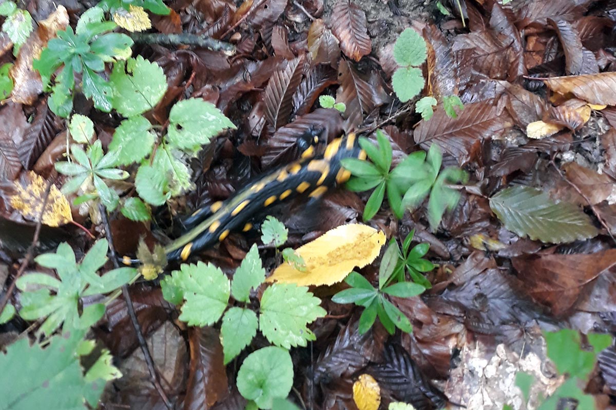 Bilogorska obilaznica