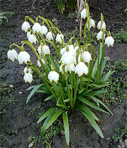 proljetni drijemovac